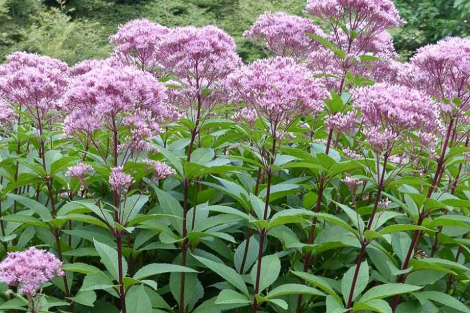 Eupatorium maculatum - Spotted Joe Pye Weed Native Plantings for Long Island SuffolkHydroseeding.com 